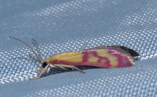 Pyrausta virginalis? S